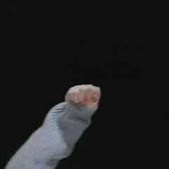 近期爱用的动态表情