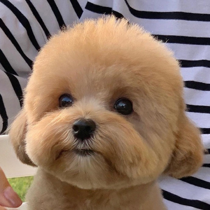 最可爱狗狗微信头像