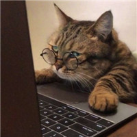 可爱有趣萌萌的猫咪情侣头像