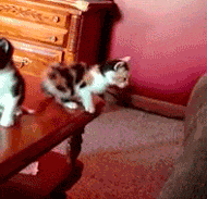 沙雕猫猫欢乐动态微信表情包