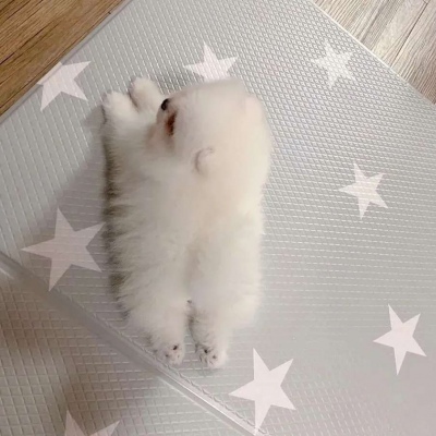 治愈系萌宠可爱微信头像