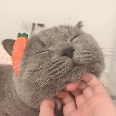 超可爱的萌宠头像