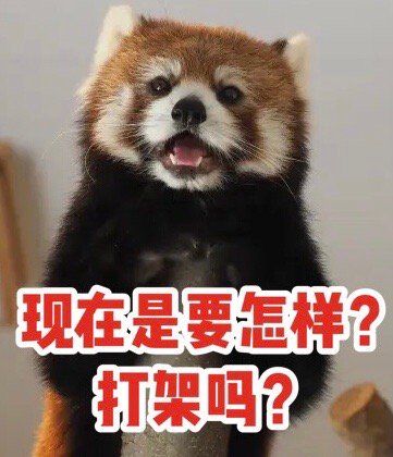 小熊猫可爱微信表情包