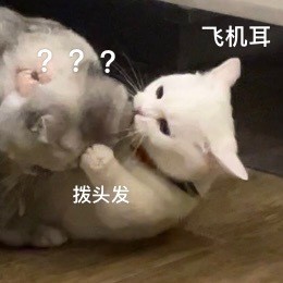 奶盖和九爷猫咪禁止发动色色卡微信表情包