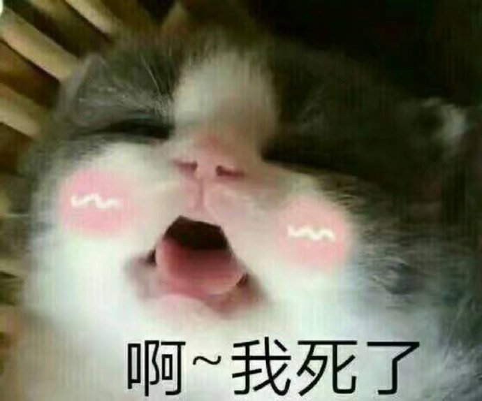 怼人耍赖小猫咪微信表情包