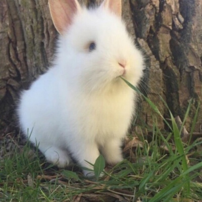 可爱小动物微信头像