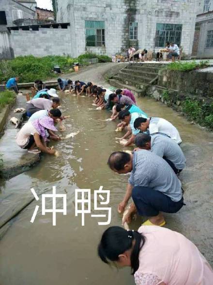 冲鸭可爱微信表情包