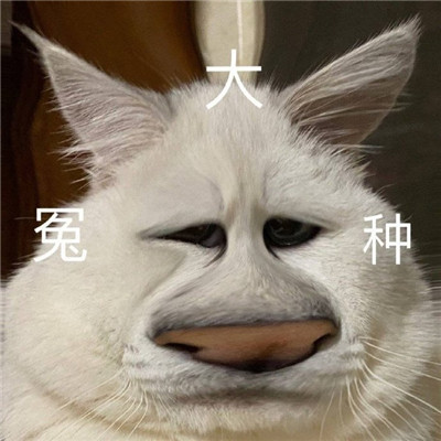 大怨种表情包合集