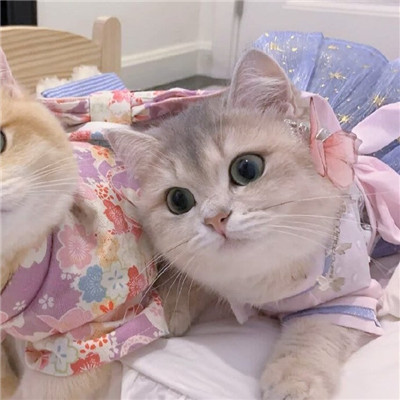 可爱猫咪情侣微信头像