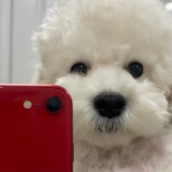 可爱狗狗的自拍微信头像