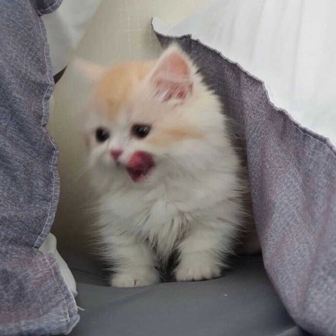 可爱萌萌哒的微信头像