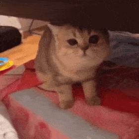 动态猫猫可爱的微信表情包