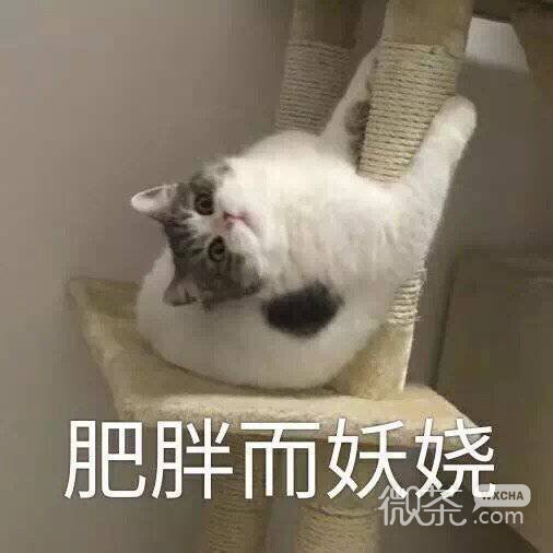 沙雕可爱聊天微信表情包