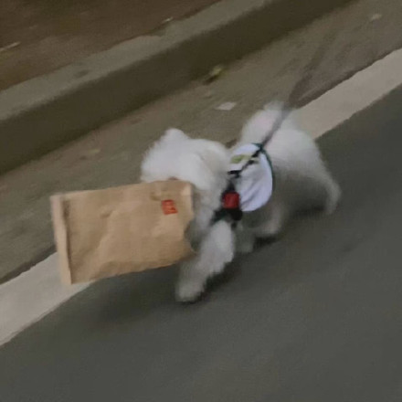 狗狗叼着东西可爱微信头像