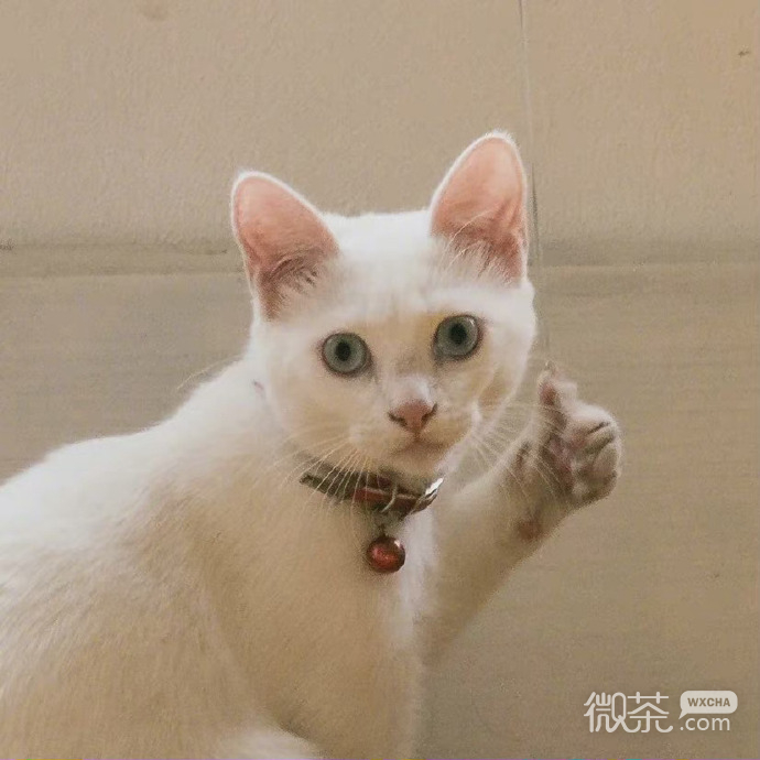 猫猫给你点赞微信表情包