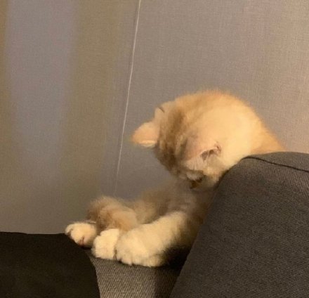 猫猫睡不醒微信表情包
