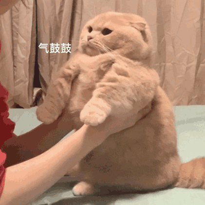 动态猫猫可爱的微信表情包