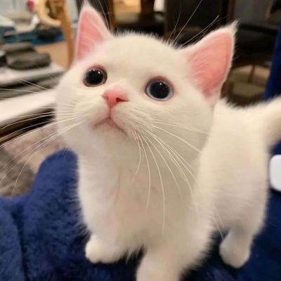 治愈系萌宠可爱微信头像