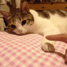 猫猫沙雕动态微信表情包