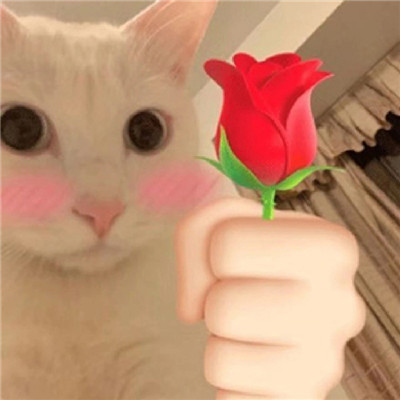 猫猫送花超萌超可爱表情包