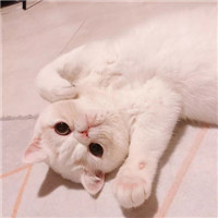 可爱萌萌哒喵星人猫咪情侣头像
