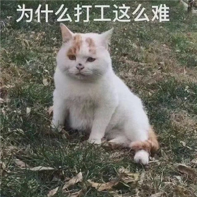 小猫咪超级可爱卖萌表情包