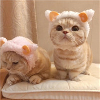 可爱有趣萌萌的猫咪情侣头像