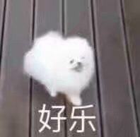 超乐的小白狗微信表情包
