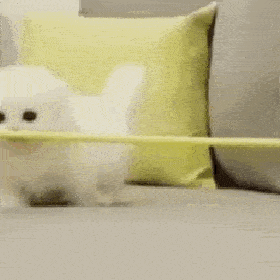 动态猫猫可爱的微信表情包