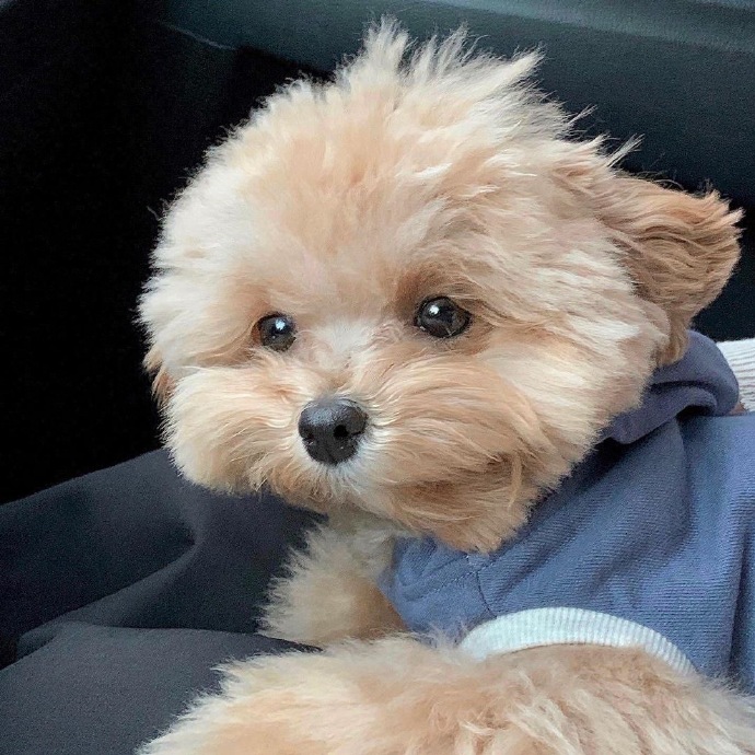 最可爱狗狗微信头像