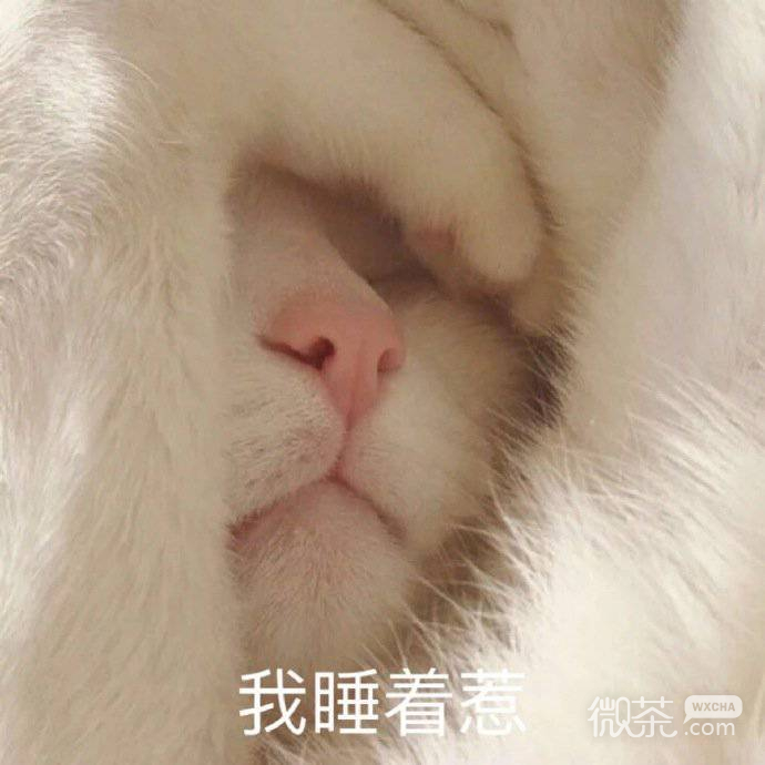 动画好玩好笑微信表情包