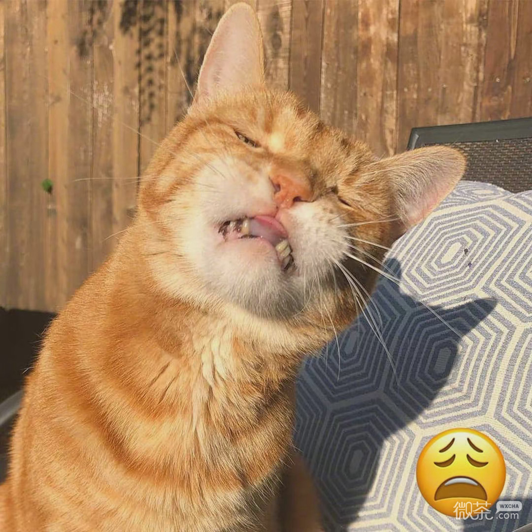 猫咪模仿小黄脸搞笑微信表情包