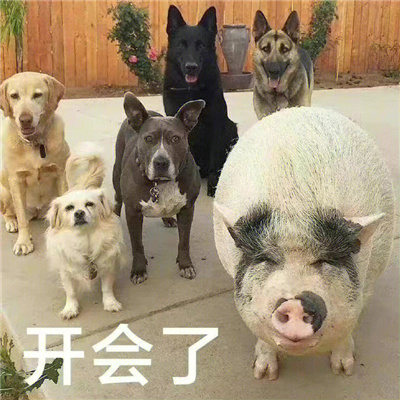 好气又好笑的表情包