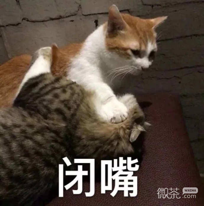 最可爱小宠物猫咪微信表情包 ​​​​