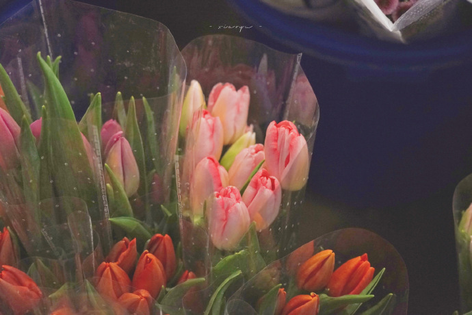 超美的鲜花个性微信头像