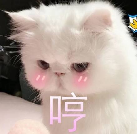 可爱的猫咪卖萌表情包