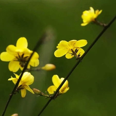 迎春花高清好看微信图片素材