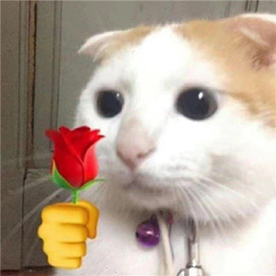 猫猫送花超萌超可爱表情包