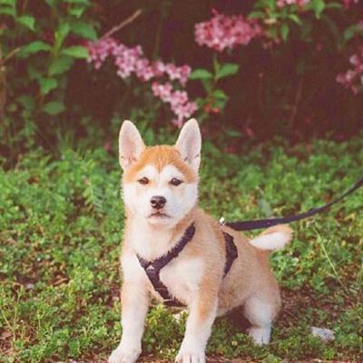 超级可爱的动物狗狗头像