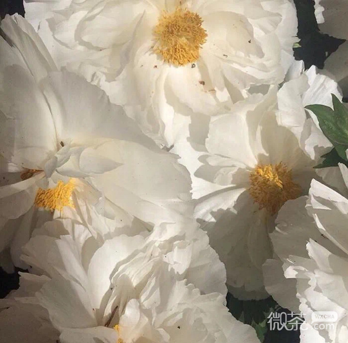 简约唯美美好的微信朋友圈背景图