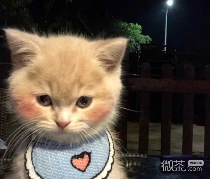 非常可爱的呆萌猫咪微信头像