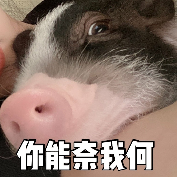 袁冰妍抱着猪猪沈嗷嗷可爱微信表情包