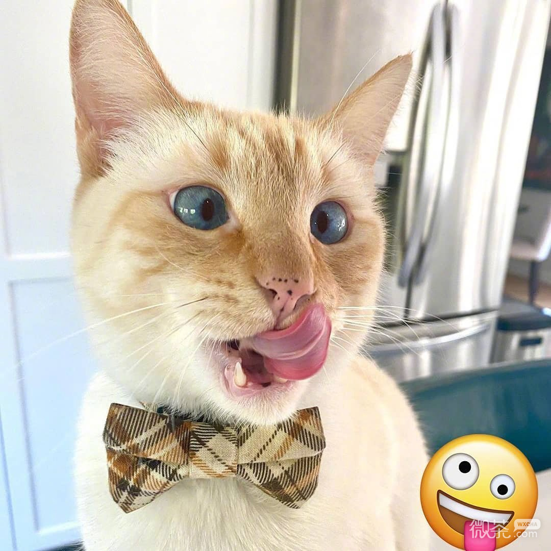 猫咪模仿小黄脸搞笑微信表情包