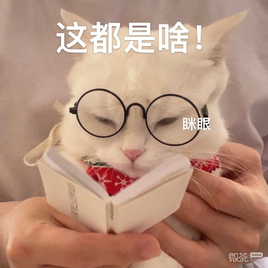 猫猫在线看《如何自己铲屎》可爱微信表情包