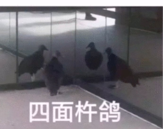 鸽子沙雕好玩微信表情包