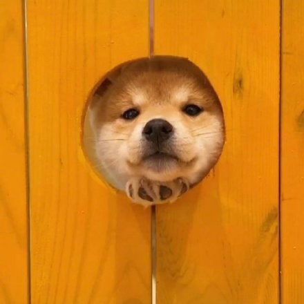 洞洞狗可爱微信头像