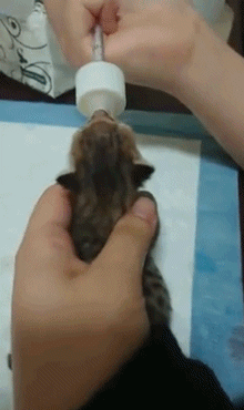 小奶猫喝奶萌态动态微信表情包