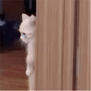 近期爱用的动态表情