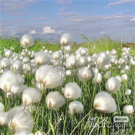 高级又不失俏皮的微信图片