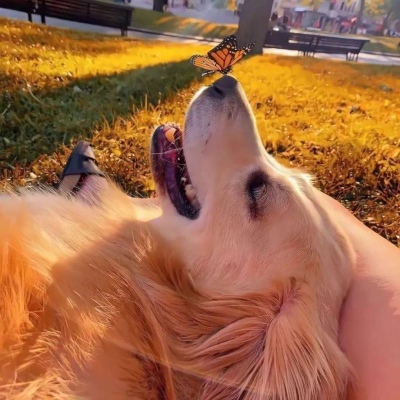 治愈系萌宠可爱微信头像